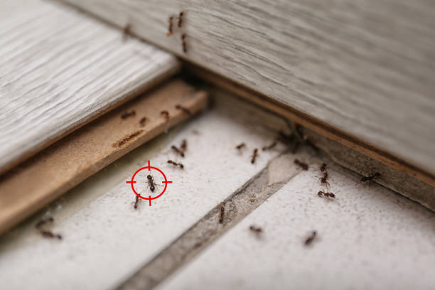 Best Exterminator Services  in Wellsburg, WV