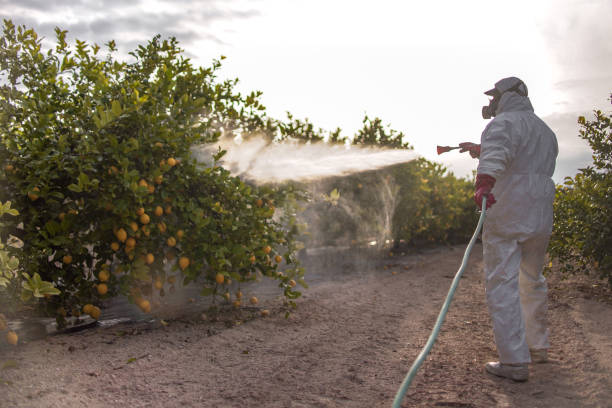 Best Cockroach Control Services  in Wellsburg, WV