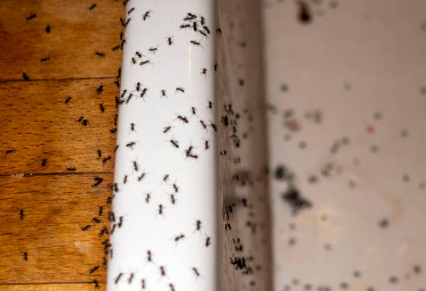 Best Termite Control Services  in Wellsburg, WV