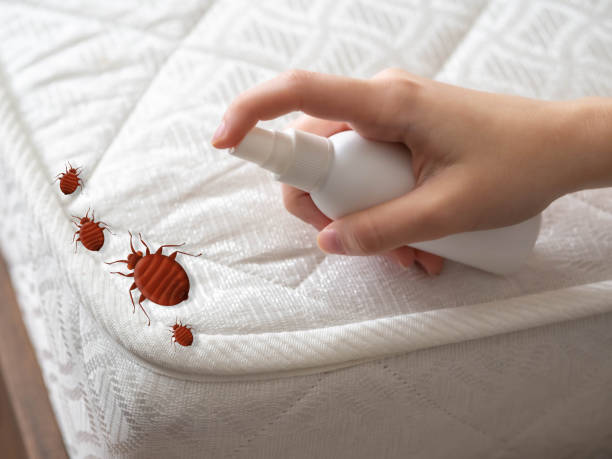 Best Ant Control Services  in Wellsburg, WV