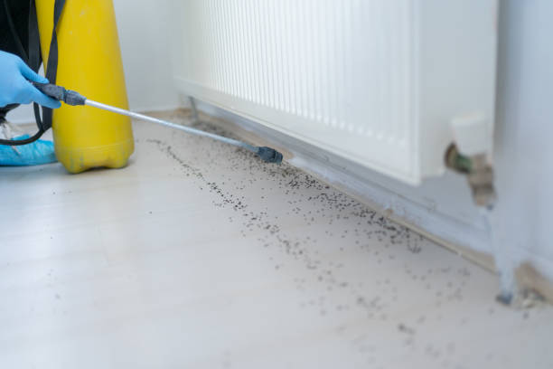 Best Ant Control Services  in Wellsburg, WV