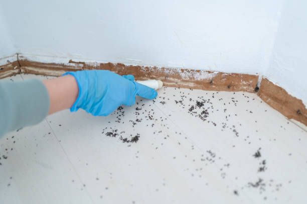 Best Mosquito Control Services  in Wellsburg, WV